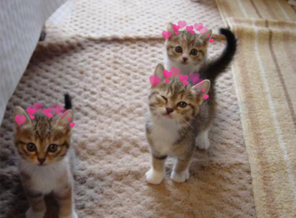 catswithearts's tweet photo. https://t.co/a78Z2x8F4V