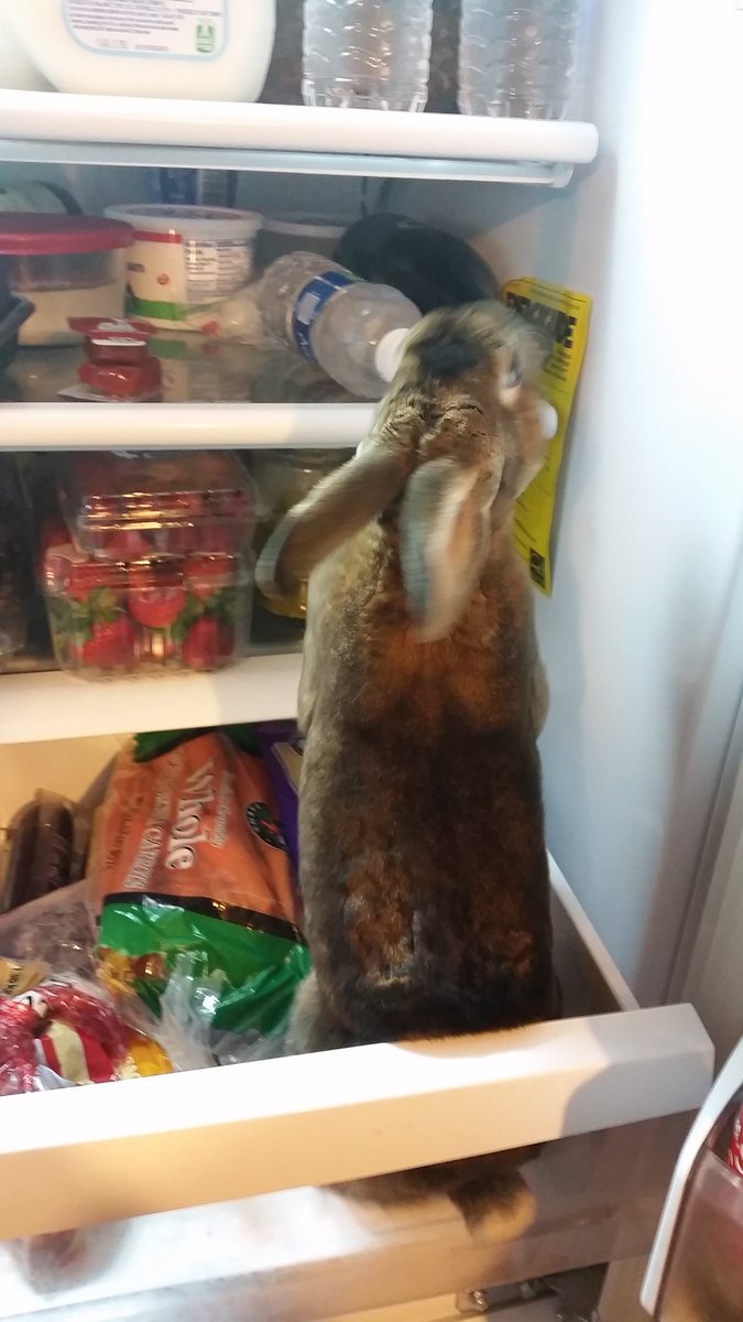 GunnerTheRabbit's tweet photo. And jumping into the fridge I go https://t.co/5hNlkXRJkz