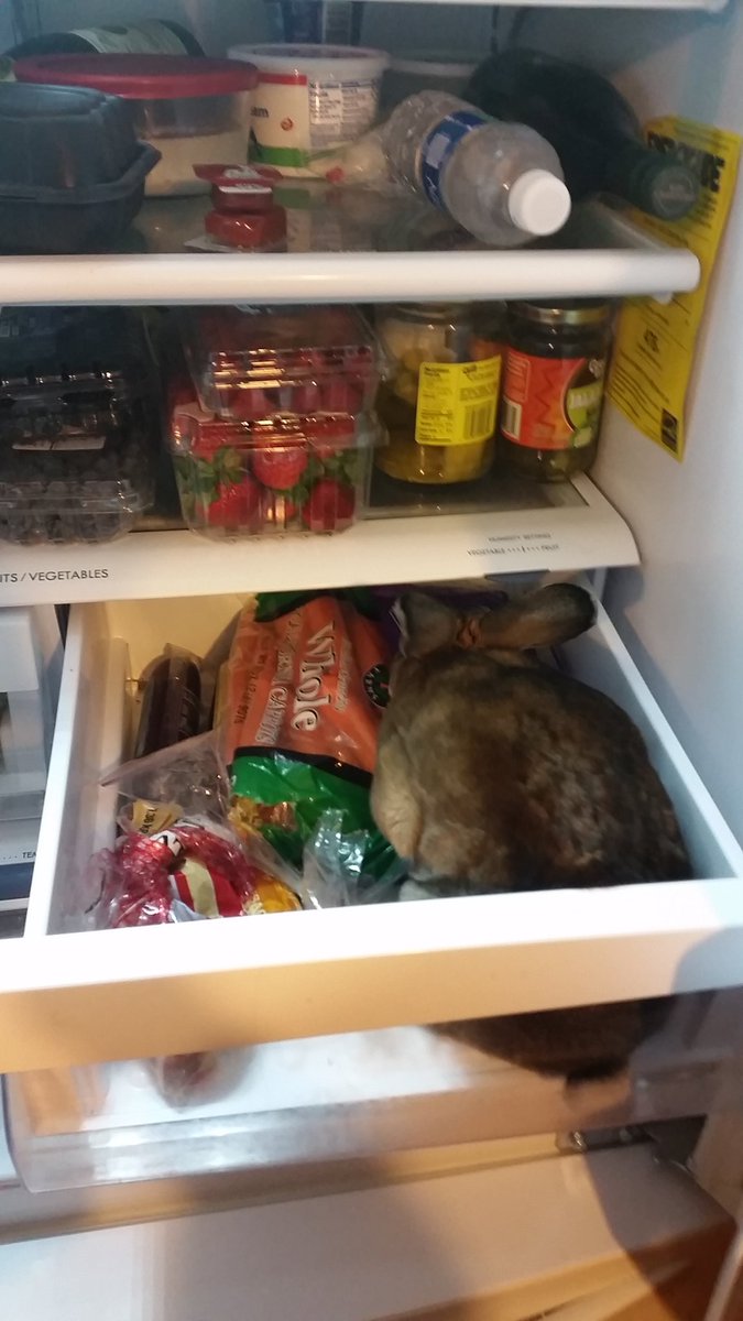 GunnerTheRabbit's tweet photo. And jumping into the fridge I go https://t.co/5hNlkXRJkz