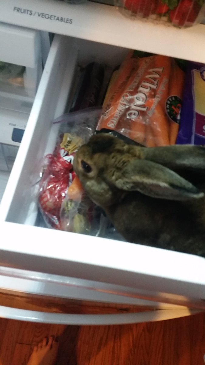 GunnerTheRabbit's tweet photo. And jumping into the fridge I go https://t.co/5hNlkXRJkz