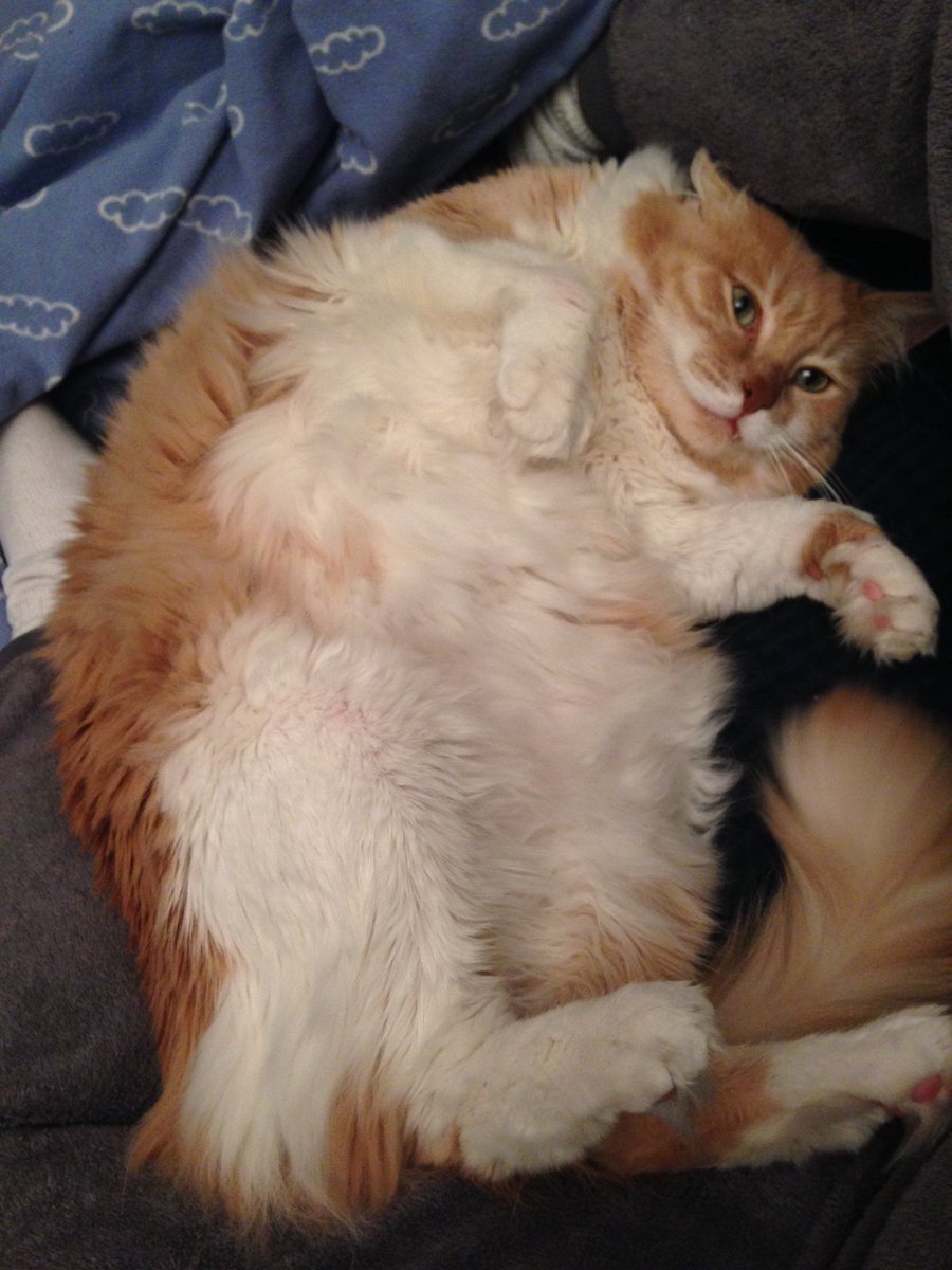 cutieandpumpkin's tweet photo. Not my most glamorous shot. But it's d best I can do to snuggle w/ Mama in d lil space she gave me. #Goodnight #Zzz https://t.co/aKZFhZQl9K