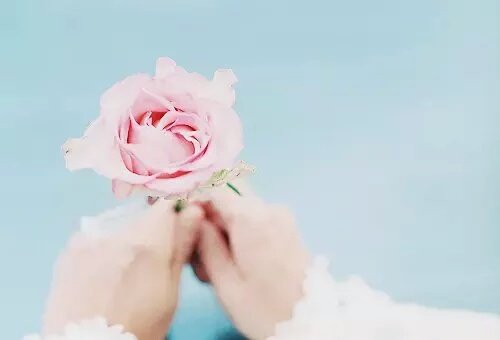 꽃봇 (@blossoms_bot) on Twitter photo 