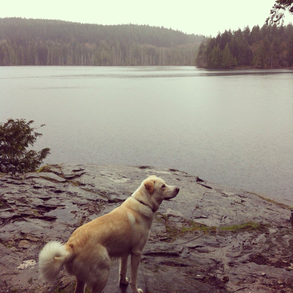 CourtneyPFB's tweet photo. Looking out over Little Sliammon Lake in the pouring rain "throw the stick!" #sliammon #bc https://t.co/Z9V5IKZMId