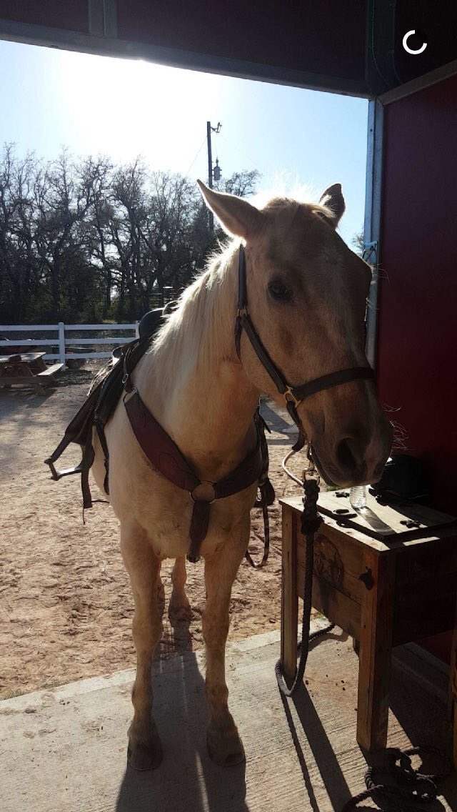 EleanorDiamonds's tweet image. Eleanor posted these on Instagram &amp;amp; Snapchat 🐴👸🏻