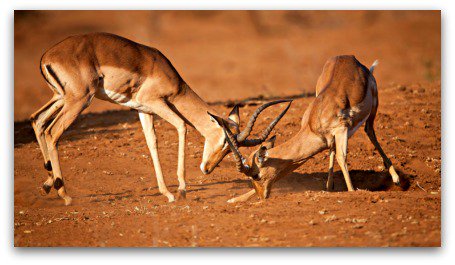 Splendid Wallpaper tweet media