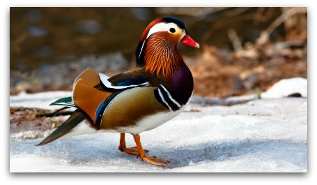 Splendid Wallpaper tweet media