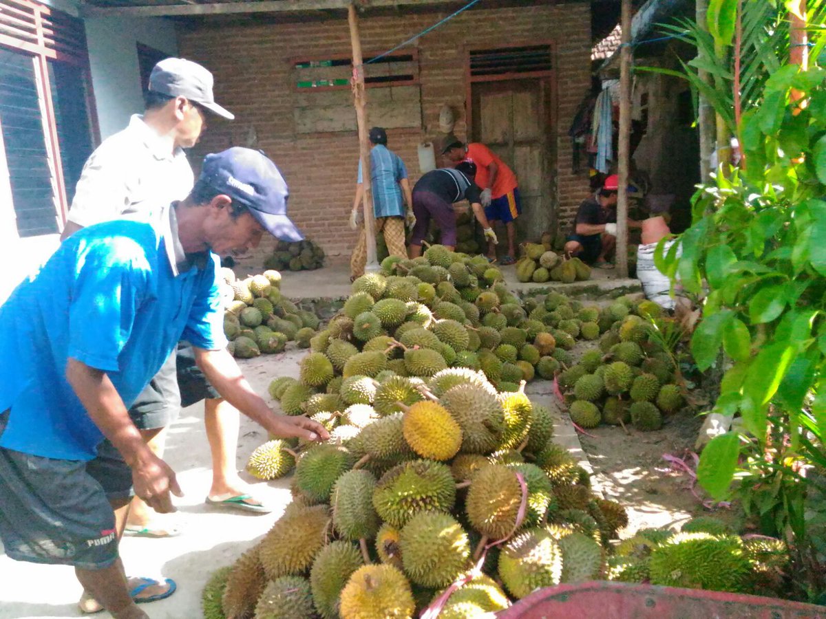 Download 94+ Gambar Durian Trenggalek Keren HD