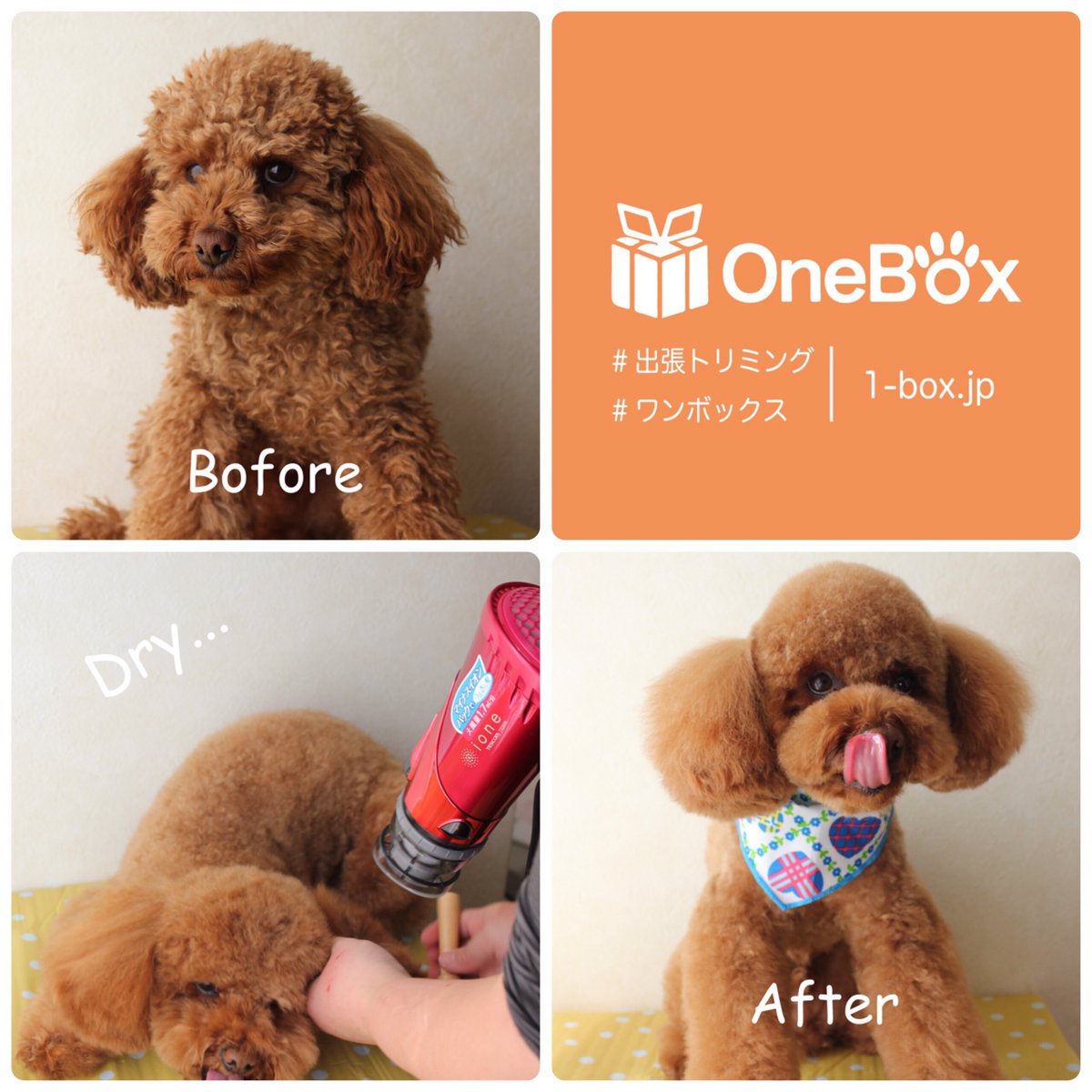 OneBox_'s tweet image. 水口家シュー君

【出張トリミングのお申し込みはこちら】
1-box.jp/services

#出張トリミング　#ワンボックス　#トイプードル