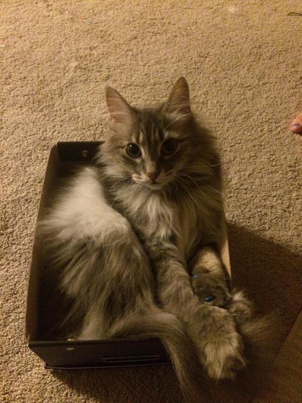 KlTTENS_'s tweet photo. Abby the boxcat https://t.co/TgCIYE9czh
