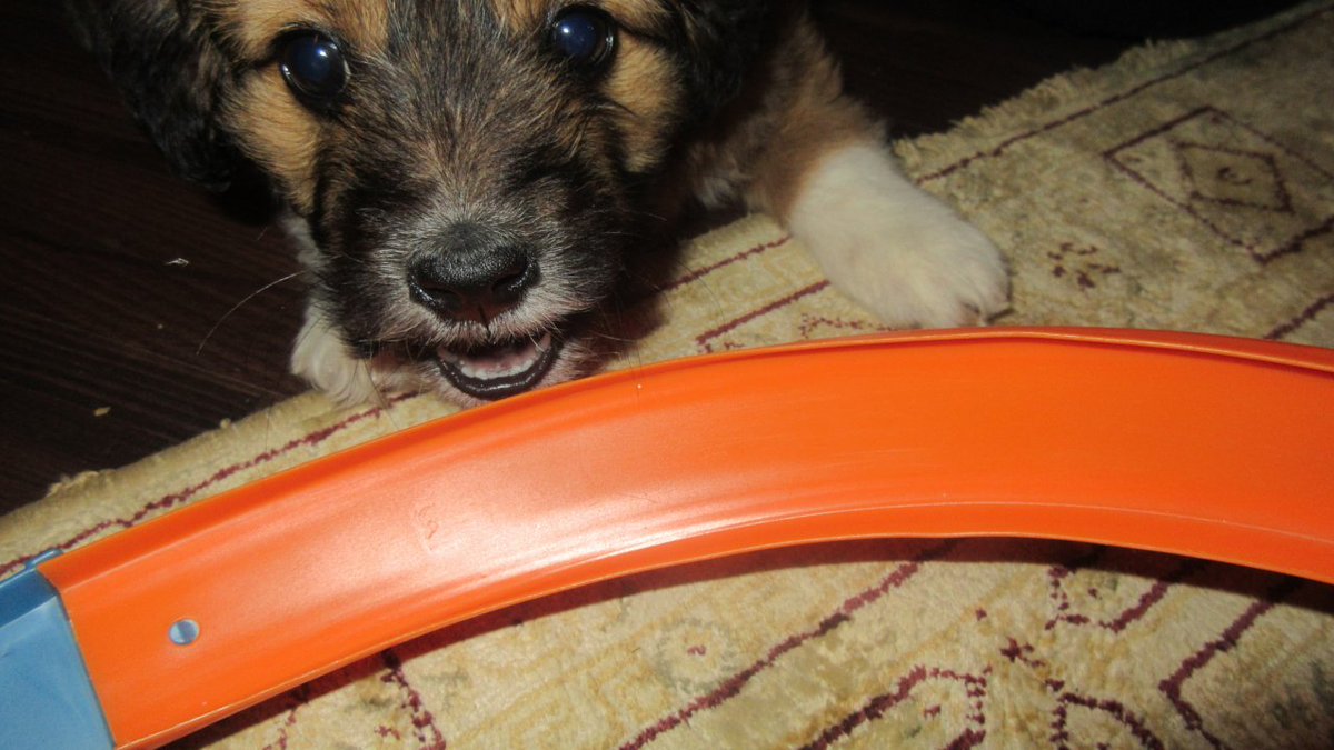 JonDiecastBox's tweet photo. Puppy Eating my Hot Wheels Toys -->> https://t.co/RwMkSE3cE7
#puppy #HotWheels #cutedog #puppyeating #biting https://t.co/Lgb8WnnDzL