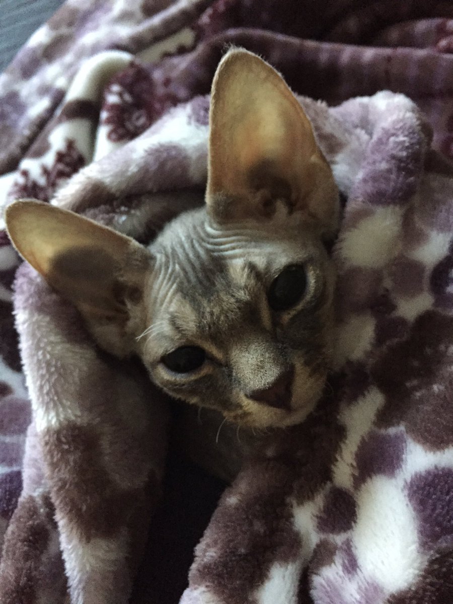Hecate_Hellfire's tweet photo. I wish this me today! #dextherex #Devonrex #cat https://t.co/5SEsEVGZAf