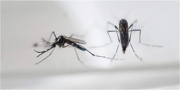 ELTIEMPO's tweet photo. Ya van más de 51.000 casos del zika en el país https://t.co/KfZkDXNMxm https://t.co/wzznbumU86