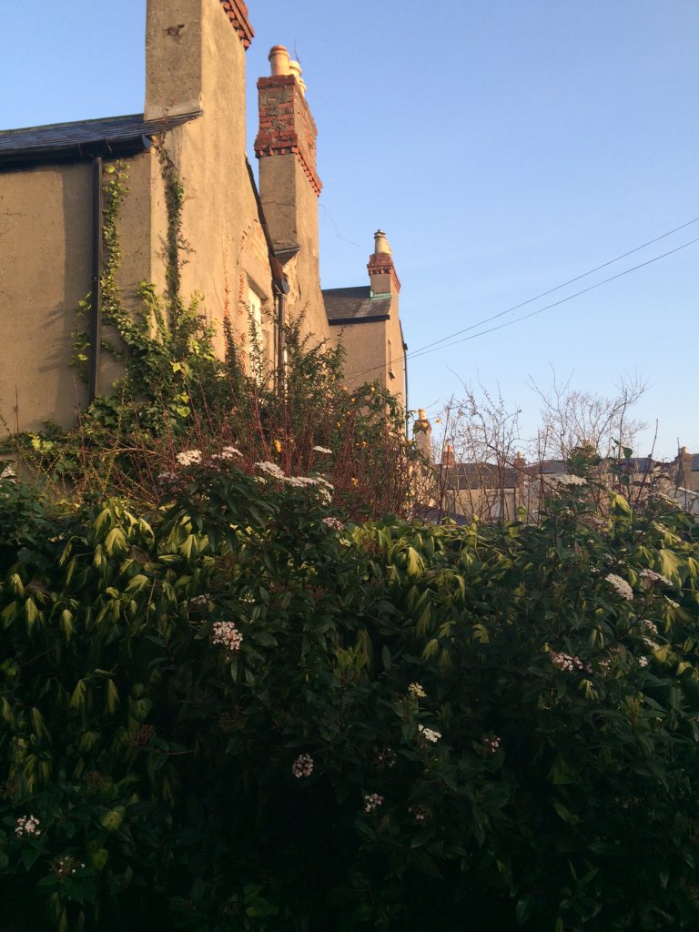What a beautiful morning! Feels like the countryside in the centre of town...#birdstweeting #irishspringtime