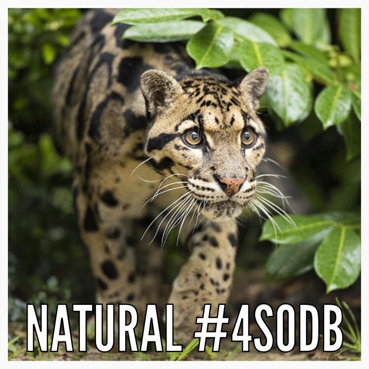 #4SODB - Out Now 🔊🎤  #DnB #EDM #Dubstep #Grime #Hiphop <a href="/SIMBADFRESH/">SIMBAD FRESH</a> <a href="/Trauma_DBC/">Trauma DBC</a>