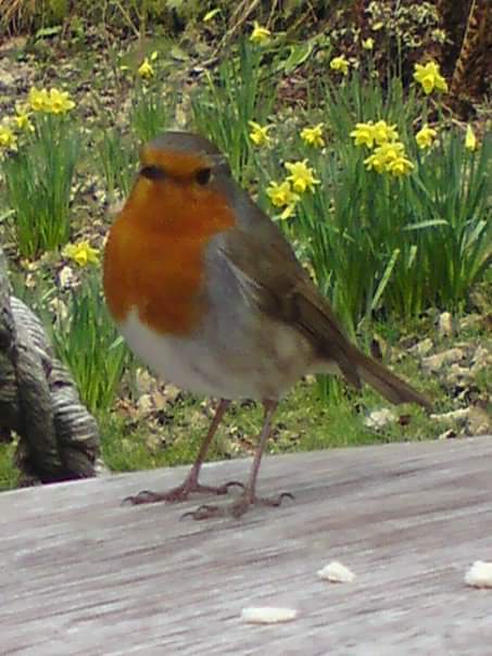 FormbyBubble's tweet image. Good Monday Morning.A beautiful day in #Formby A cool 5°C with clear skies &amp;amp; sunshine today
Photo by Diane Brockbank