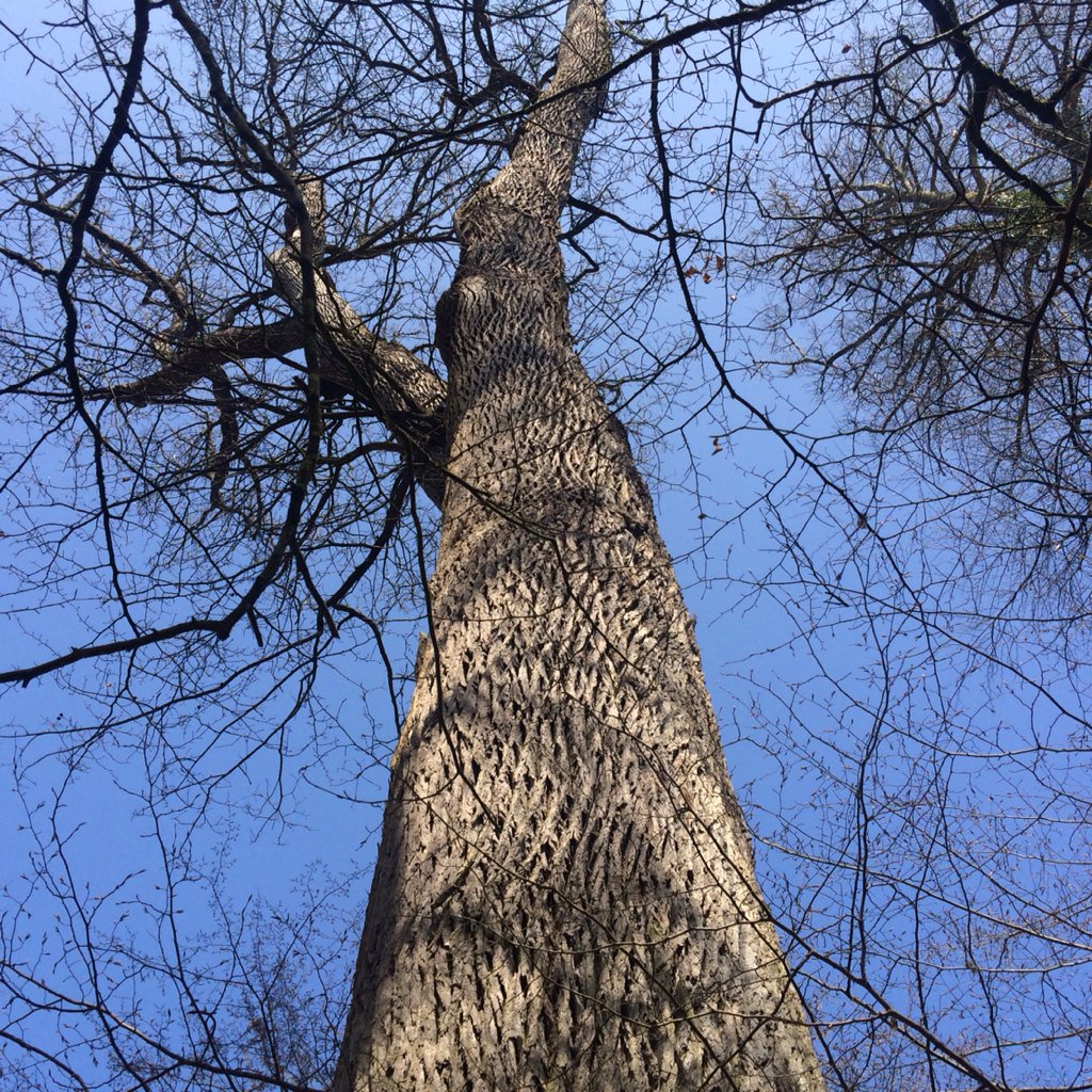 Le chêne de l'Entente à été ainsi baptisé en présence de la tsarine en 1902,lors du séjour de Nicolas II à Compiègne