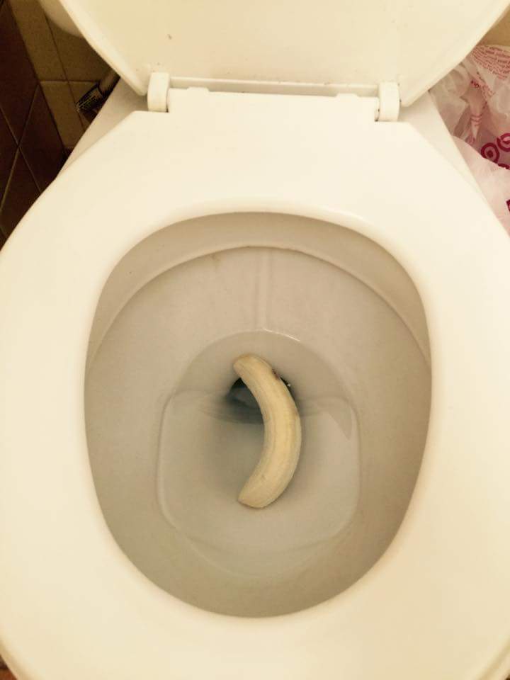 ThirdEyeScott's tweet photo. Go vegan and have the best poo's of your life https://t.co/MI0lX3x17l