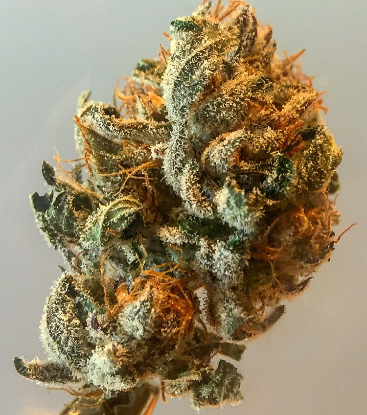 KeeganSeeman's tweet photo. I helped grow this 😍 #coloradolife #kingskush https://t.co/jyjrcx29O0