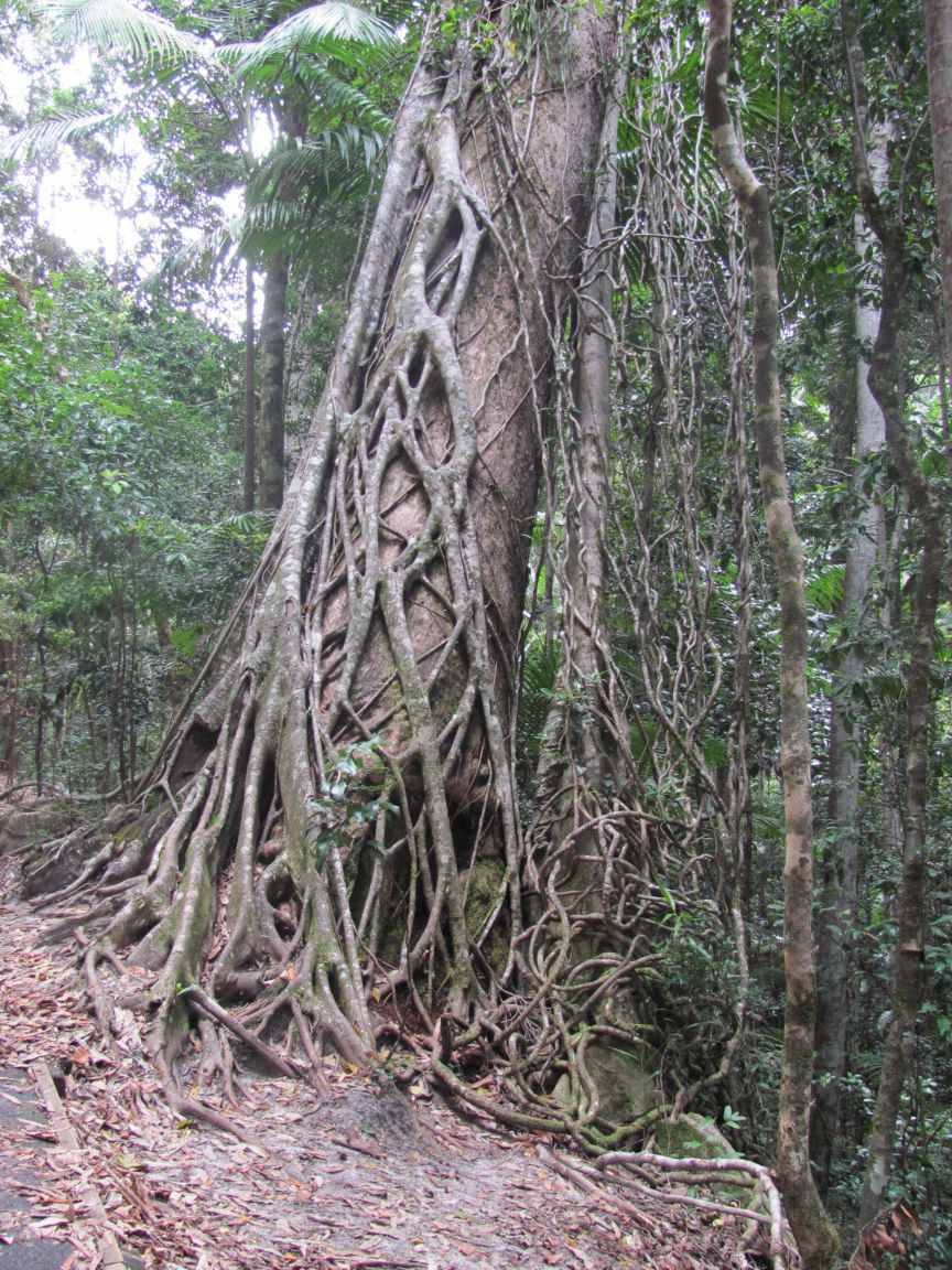 toral31KE's tweet photo. @JahSkipper @ep_fernandez too hard to pick just 1 favourite. Ficus aurea, strangler fig is in the top 5. #MScPlDiv https://t.co/kdVVeOdzzz
