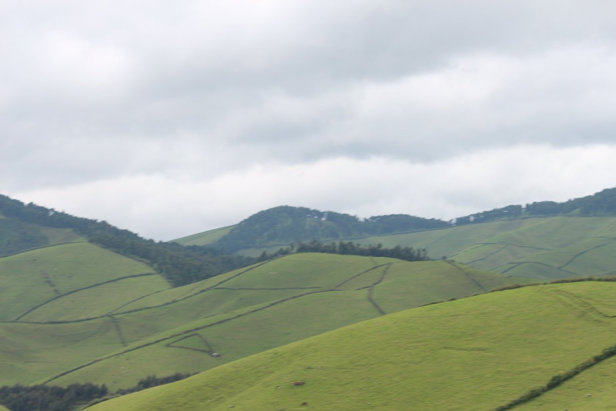 LAFRECProject's tweet photo. #LAFREC will promote the practice #Silvopastoralismin #Gishwati-rangelands both to boost environment &amp;production https://t.co/LGyaZp89ie