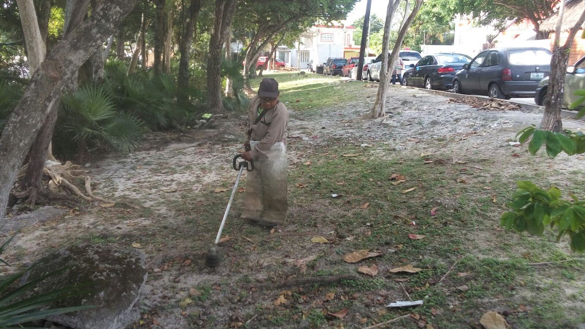 Realiza <a href="/Parques_BJ/">Parques y Jardines</a> trabajos de limpieza en áreas verdes de la #Sm3 <a href="/AytoCancun/">Ayto Benito Juárez</a> <a href="/VivoEnCancun/">Vivo en Cancún 🏖️</a> <a href="/PaulCarrillo2/">Paul Carrillo</a>