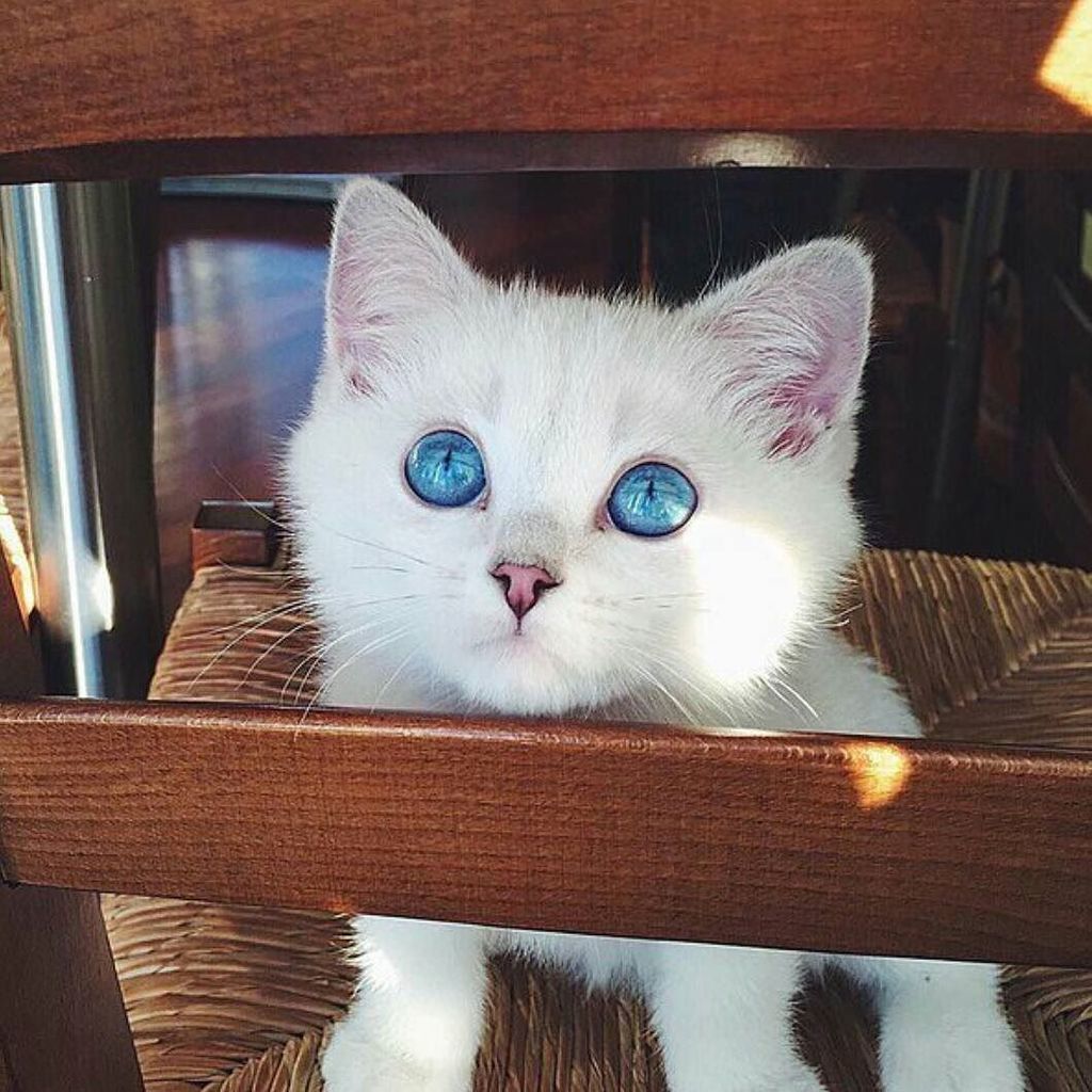 FluffyNAdorable's tweet photo. Oh my god its ao cute! Those eyes!! 😁💚💜💙
#kitten #kittenlove #catsofinstagram #catstagram … https://t.co/Wr9bvVR5o1 https://t.co/pR3NpjrgqX