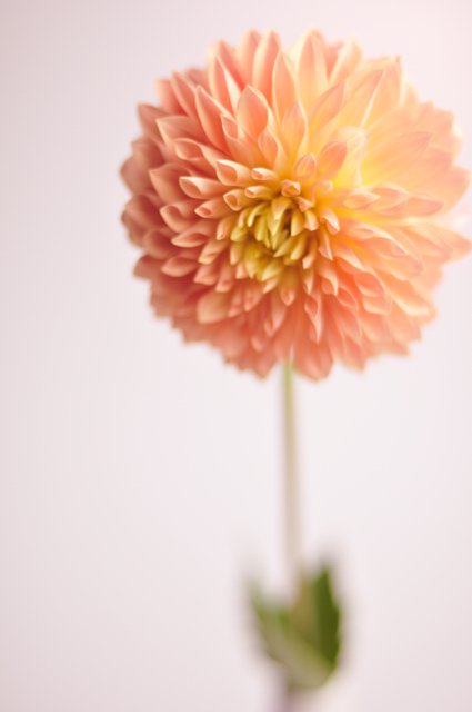 南野秀一 花言葉bot Kurama Flower Twitter