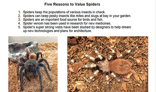 Here are some fun #SaveaSpiderDay facts! <a href="/TarrantSpider/">Tarrant Tarantula</a> is proud to represent.