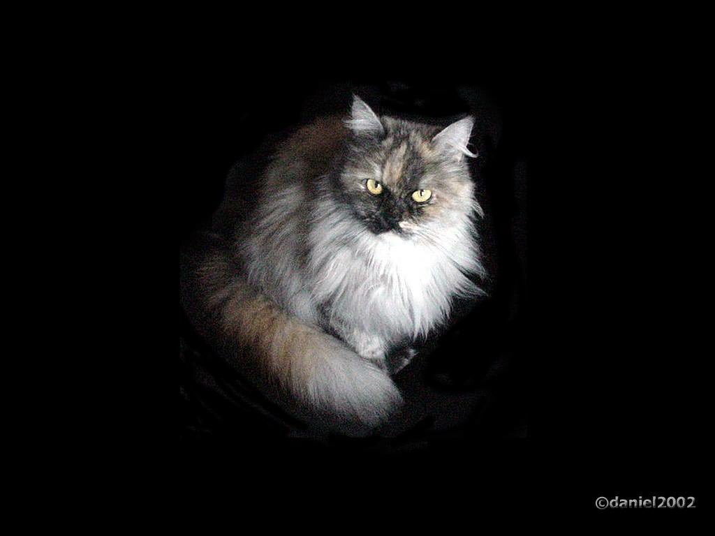 Daniel Lara tweet media