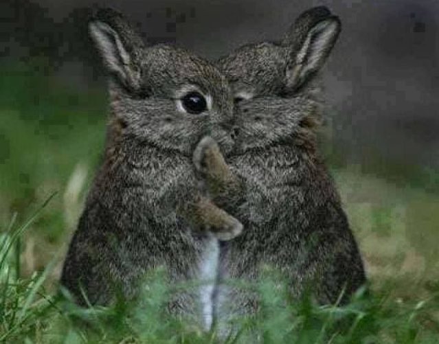HamMusicalBunny's tweet photo. OVER 400 FOLLOWERS I COULD KISS EVERY SINGLE OF YOU ❤️ thx for all the @Lin_Manuel love! https://t.co/RdRIOaUrpU