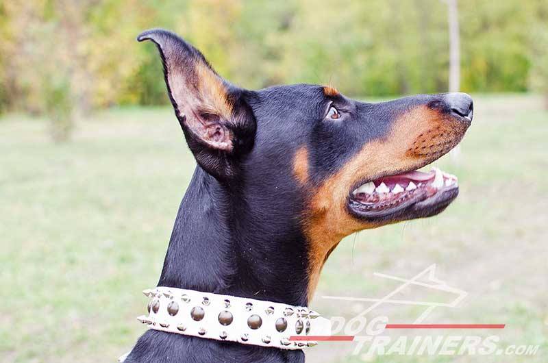 fordogtrainers's tweet photo. RT: #Doberman is a stylish white #leatherdogcollar #dogcollars #Dob #dogsoftwitter #dogequipment #dogtools #dogitem https://t.co/bW6HrWzANB