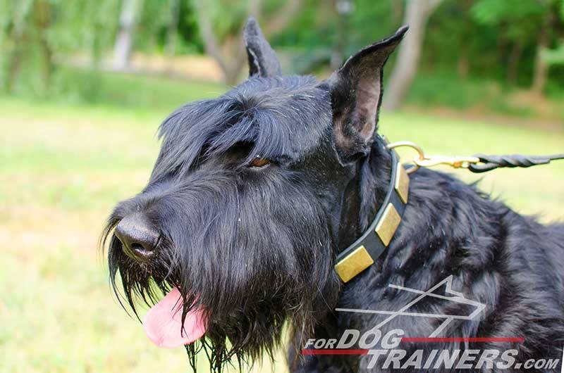 fordogtrainers's tweet photo. RT: #Riesenschnauzer in a leather #dogcollar with brass plates #fdt #dogsoftwitter #dogs #dogtools #dogitems https://t.co/RiQgEcmR24