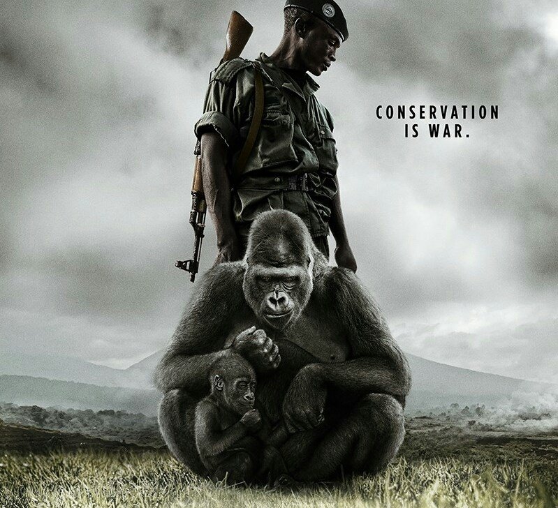 Our thoughts are with #Virunga, as they again have lost #rangers in the midst of a #poaching battle.