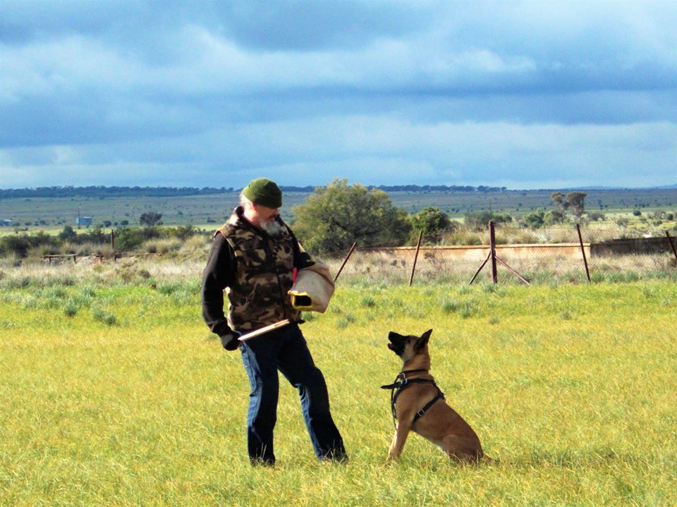 fordogtrainers's tweet photo. RT: Belgian Malinois #training with #dogtools from the #fordogtrainers store #dogtraining #dogequipment https://t.co/SYZYPho9Hc