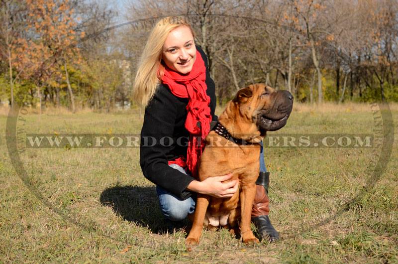 fordogtrainers's tweet photo. RT: #Sharpei in a fashionable #dogcollar #dogequipment #dogitems #dogtools #pets #animals #canines #dogsoftwitter https://t.co/KtgnGher4D