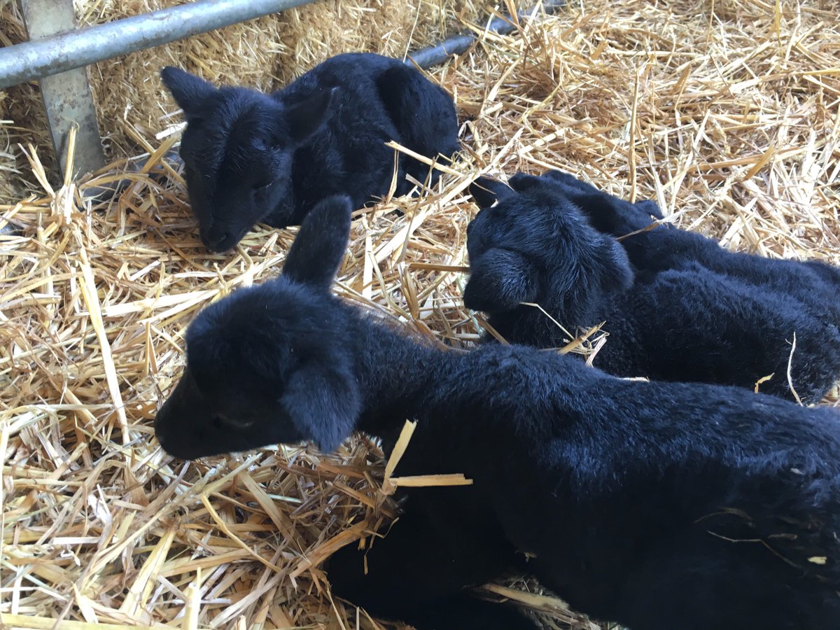 thismorning's tweet photo. Here are the little lambs- what names would suit them? #NameALamb https://t.co/u8DAZrBMBY