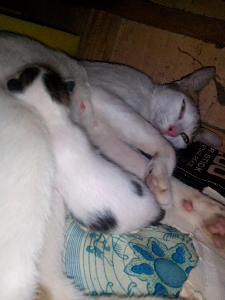 imfrancesvelasc's tweet photo. Naa nay baby akong miming!!!! 😍☺😊😚❤💚💜💙💛💞💕💖💓💘 #kritty https://t.co/ABedG9GPFo