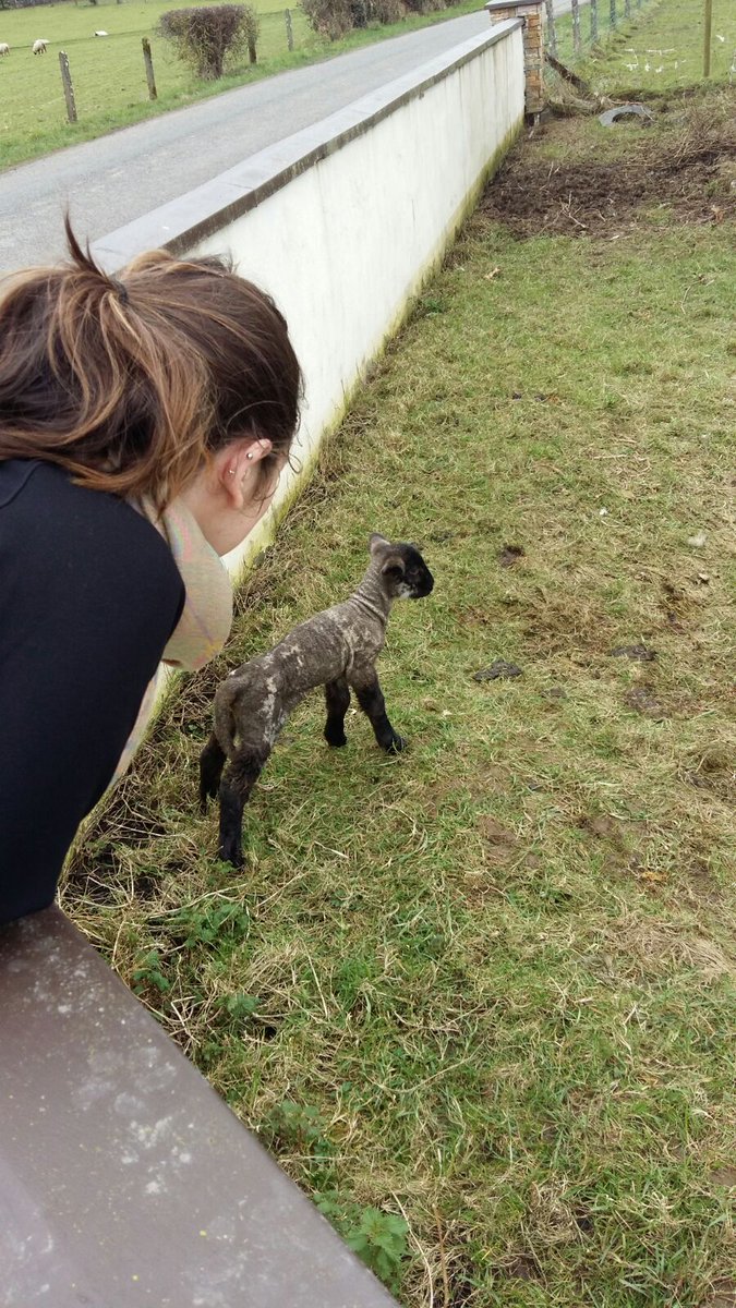 laurajane2015's tweet photo. when you spend your Sunday on a farm and really consider a lamb as a pet !!! #farmlife #LazySunday https://t.co/8nArsala9f