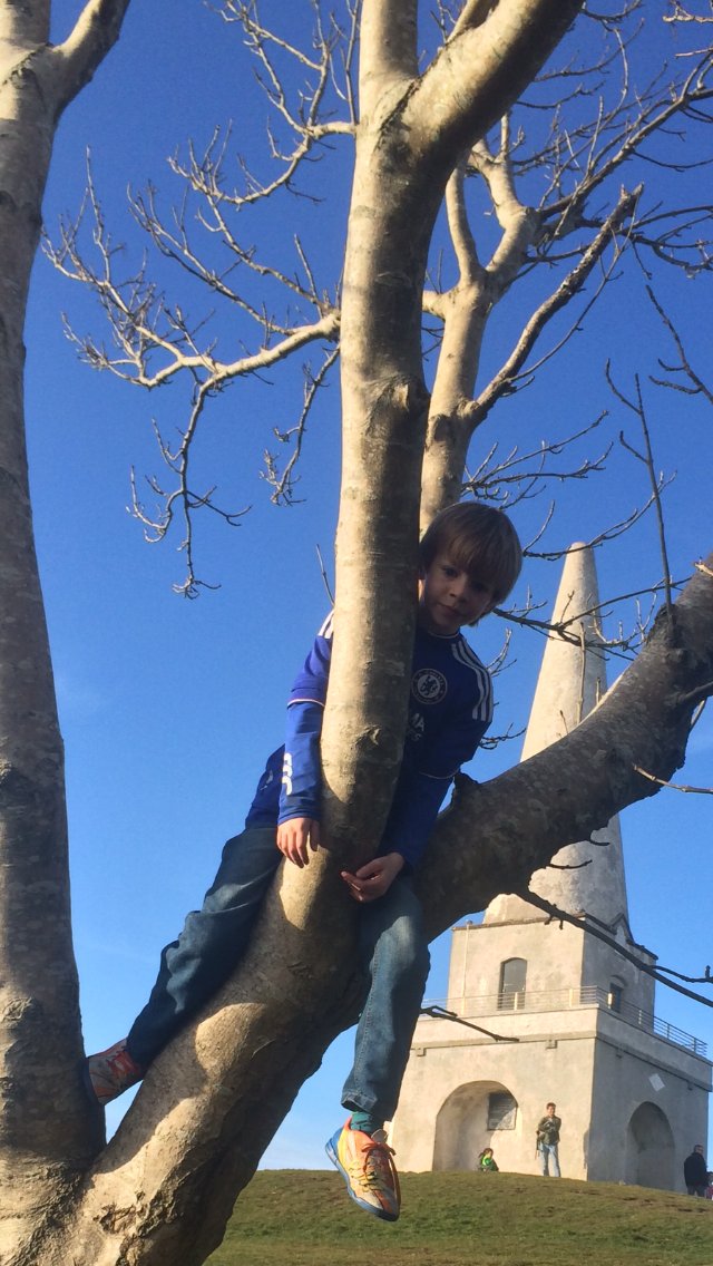 ESB_intl's tweet photo. Picture sent in by Judith Doherty of @ESB_intl of her son James climbing trees at Killiney Hill #ESBTreeWeek https://t.co/vpiaZvtqnB