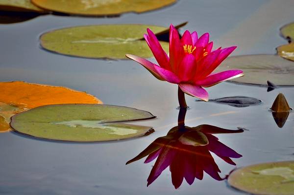 FridaMaha's tweet image. 