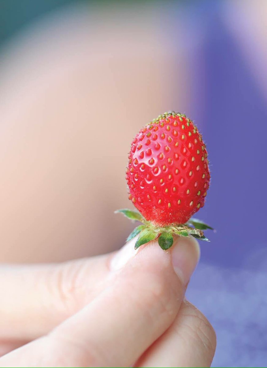 Prep a bed for strawberries:dig in well-rotted kraal manure,compost,dusting of flowers of sulphur&amp;general fertiliser