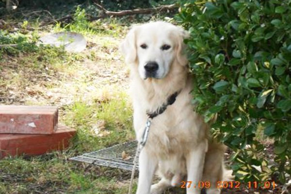 Petalerte's tweet photo. #petalerte  Perdu mon Golden Retriever  » BILLY »le 14/03 à Pibrac dans le (31)
https://t.co/3J5fsaefrz https://t.co/xjdaazAb0L