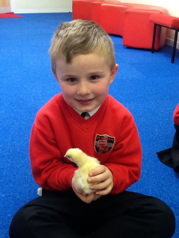 stgregorys_EYFS's tweet photo. Today we got to meet our chicks 🐥🐥🐥 https://t.co/97di87mGd3