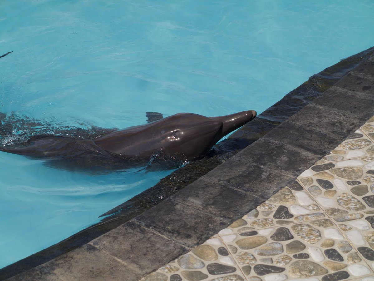 ElfHeart1's tweet image. .@SitiNurbayaLHK 700,000 signatories said close the Wake pool. Why did you ignore them?  #WonderfulIndonesia