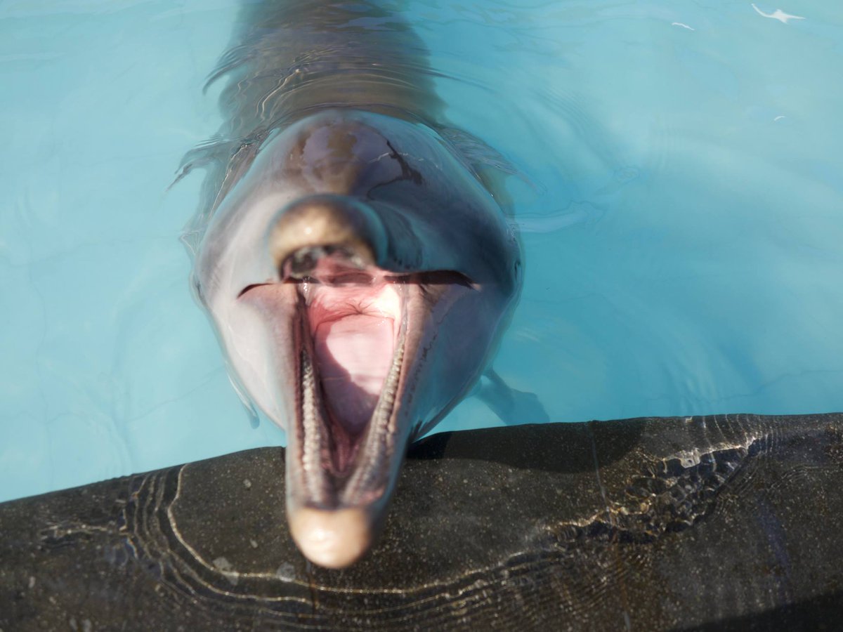 ElfHeart1's tweet image. .@SitiNurbayaLHK Why are your department protecting the dolphin abusers and not the dolphins?  #WonderfulIndonesia