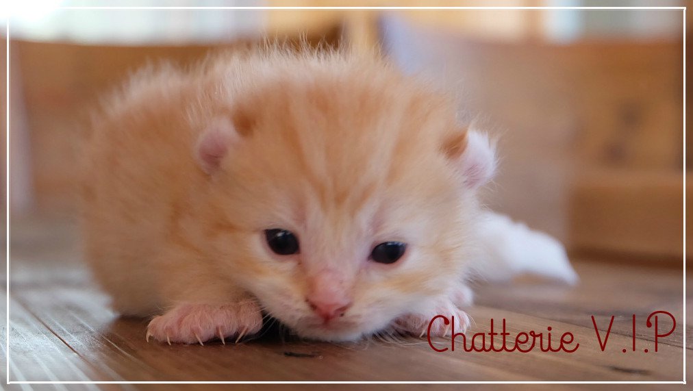 Chatterie V I P Chatterievip Twitter Chatterie V I P Chatterievip Twitter