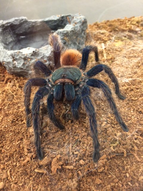 It is national #SaveaSpiderDay, and <a href="/urichmond/">University of Richmond</a> is celebrating all day long! bit.ly/1QN1s45 #SpiderPride