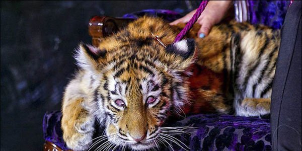 DidiFrench's tweet photo. Baby #tiger Drugged and Dragged around #Russian Casino.
Please sign/RT โฅ
#SaveCrystal
https://t.co/7g3oV0FohQ https://t.co/m4hDbcXDfu