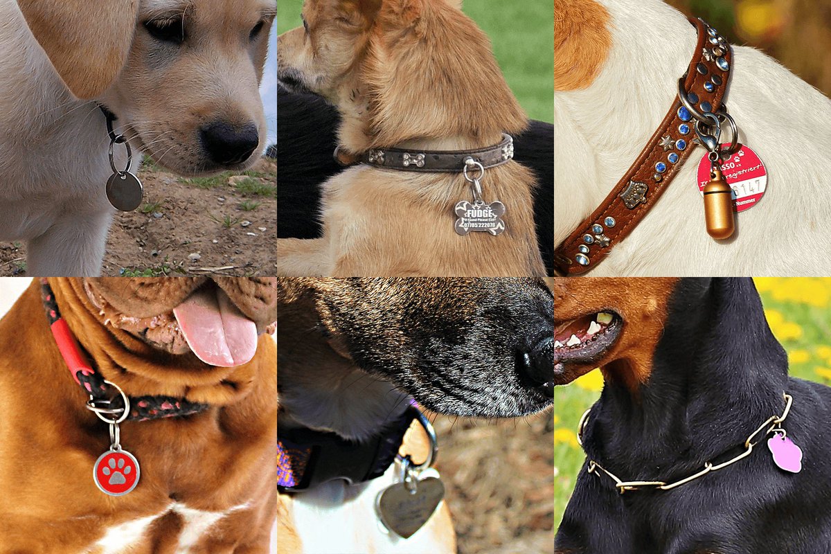 Zazeni_de's tweet photo. Gadget fürs Tier: Hundemarken von Petfindu lassen sich dank QR-Code mit jedem Handy auslesen
https://t.co/paqzHr4qXl https://t.co/WKqQW9IKVQ