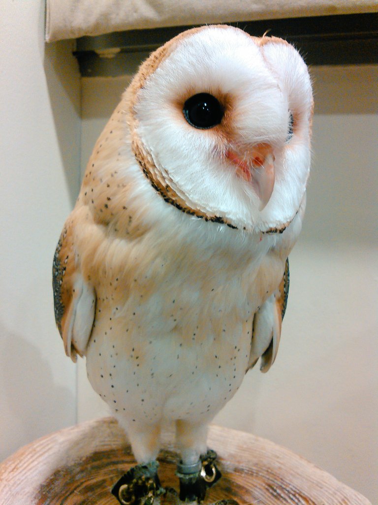 ふくろうの里 Owl Village 吉祥寺店 白と言えば もふもふ担当の こちら ホワイトデーだから白い機体を貼れ ふくろうの里 ワルツ メンフクロウ T Co Wdspwozwhc